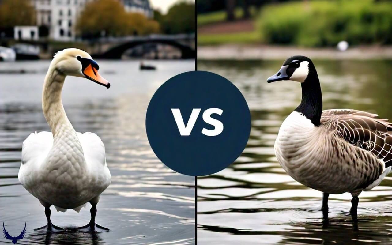 swan vs goose white goose vs swan goose vs swan geese vs swan swans vs geese