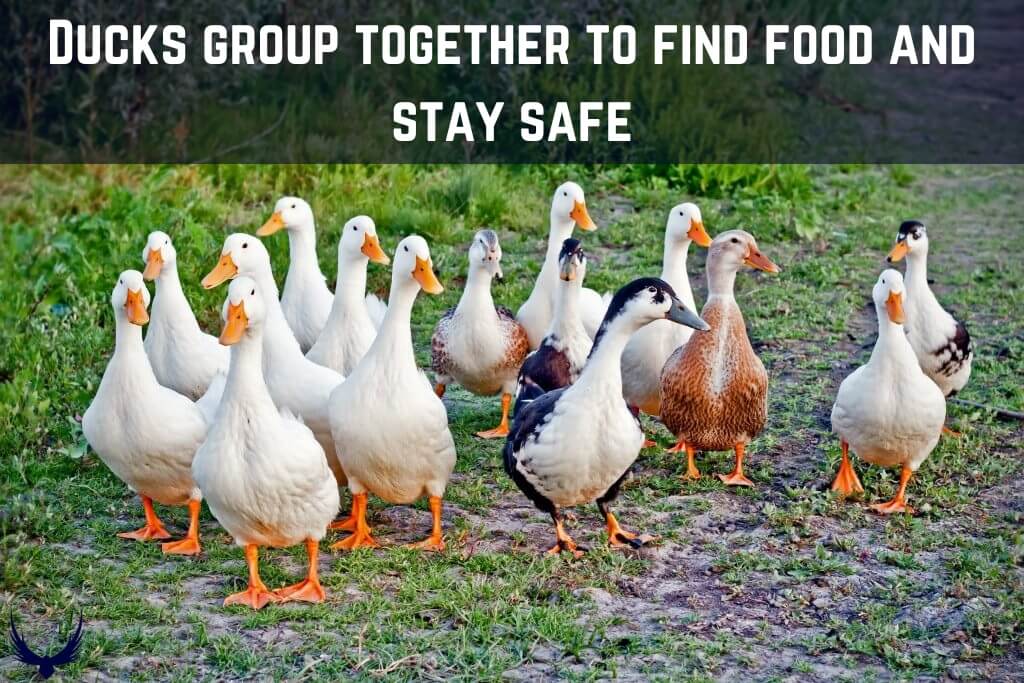 What is a Group of Ducks Called what is a flock of ducks called what's a group of ducks called 