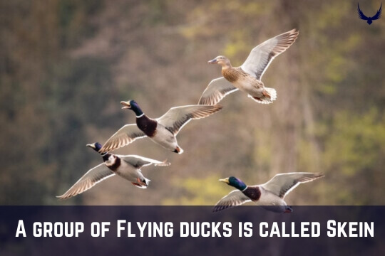 What is a Group of Ducks Called what is a flock of ducks called what's a group of ducks called 