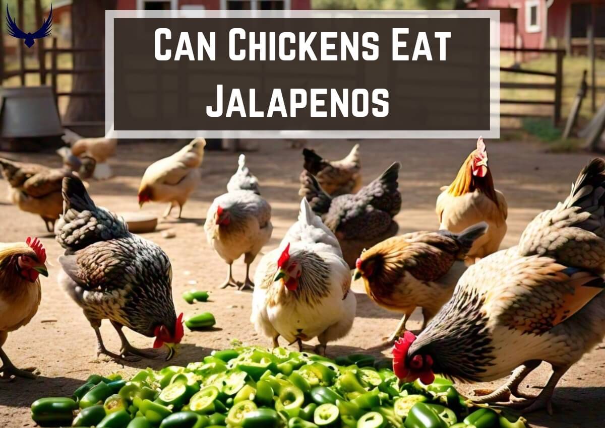 Can Chickens Eat Jalapenos Can Chickens have Jalapenos Do Chickens Eat Jalapenos Can Chickens Eat Raw Jalapenos