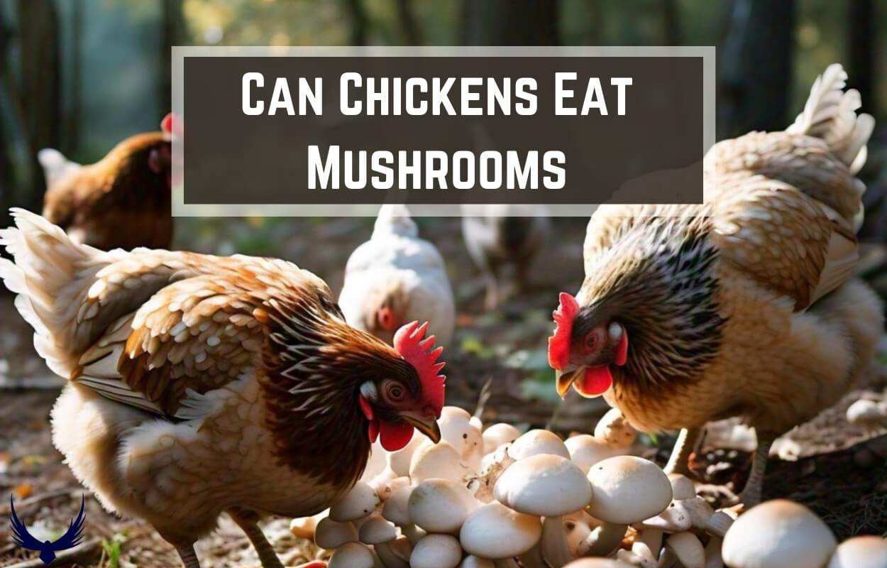 can chickens eat mushrooms can chickens have mushrooms do chickens eat mushrooms can chickens eat mushrooms raw