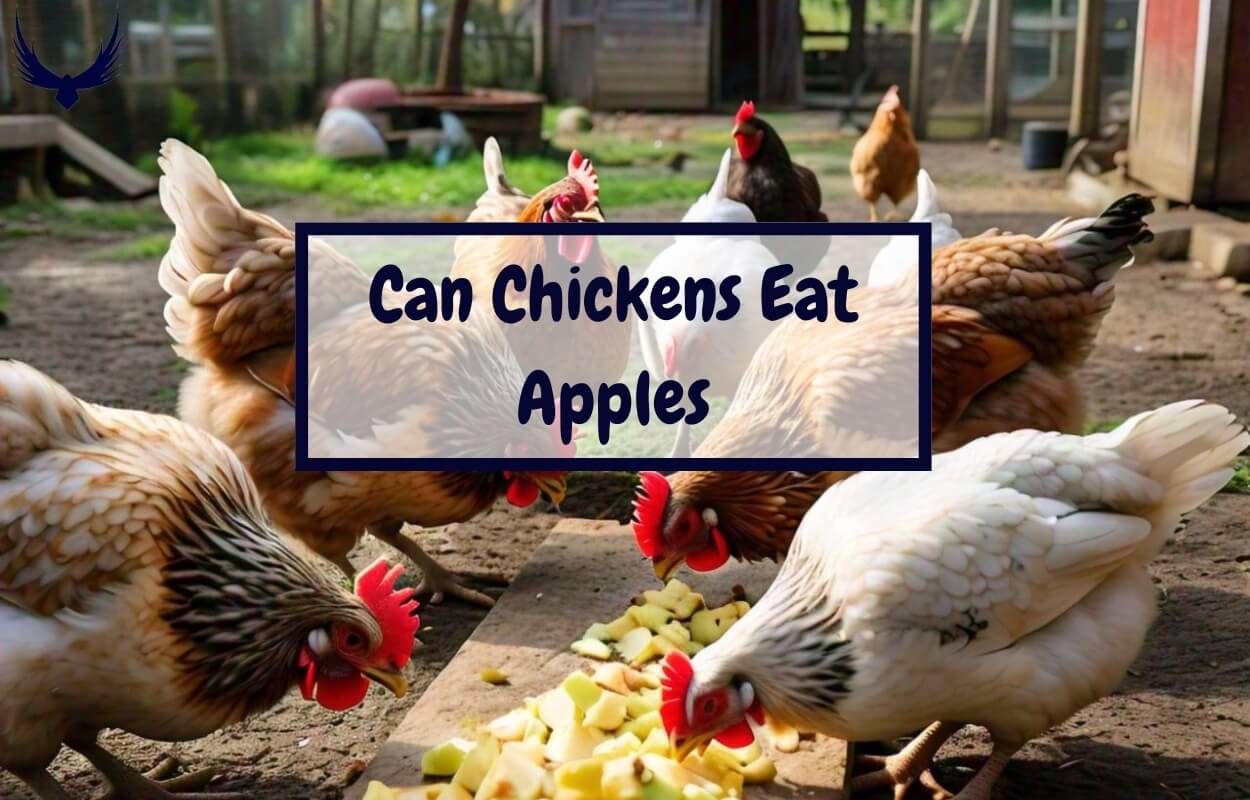 can chickens eat apples seeds can chickens eat apples with skin can chickens eat apple cores can chickens eat apple peels