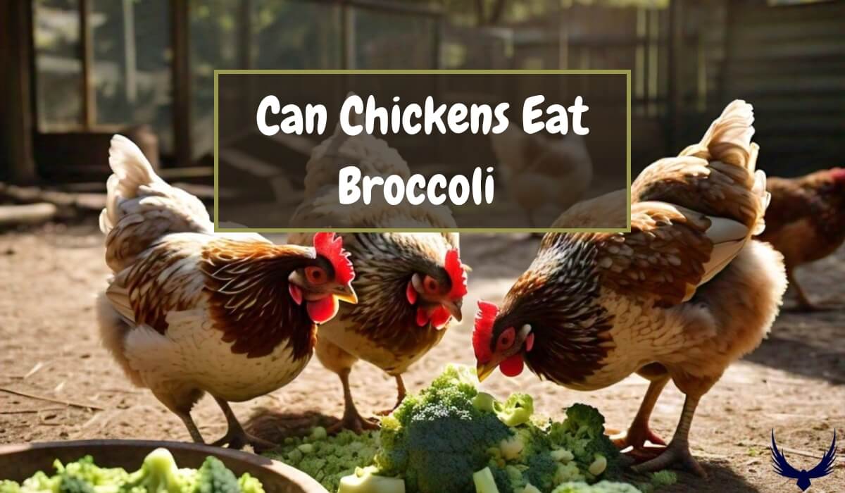 can chickens eat raw broccoli can chickens eat broccoli plants do chickens eat broccoli stalks can chickens have broccoli stems can chickens eat cooked broccoli