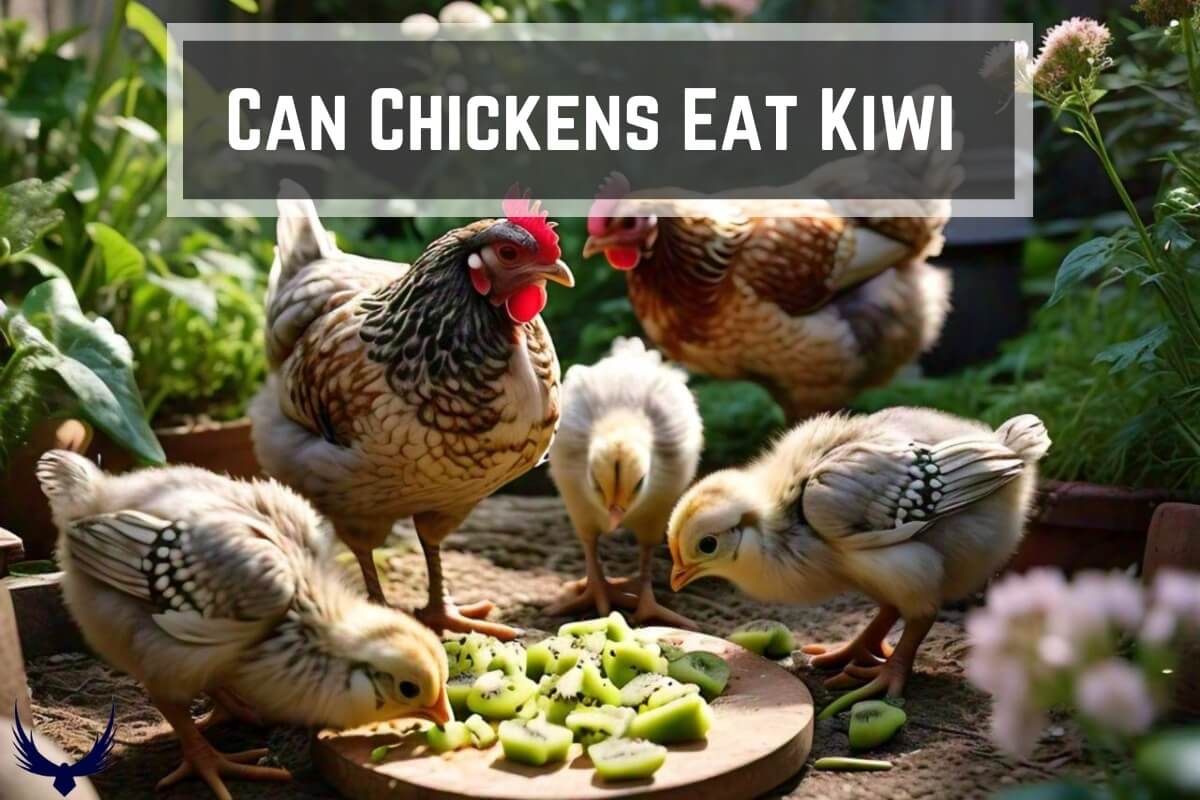 can chickens eat kiwis can chickens eat kiwi skins can chickens eat kiwi fruit Can Baby Chicks Eat Kiwi can chickens have kiwis can chickens eat kiwi seeds can chickens eat kiwi peel