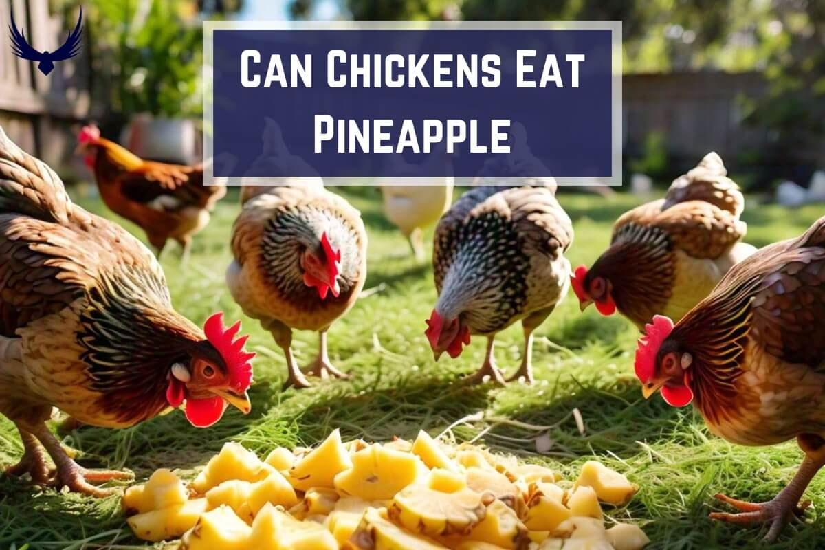 can chickens have pineapple do chickens eat pineapple do chickens like pineapple can chickens eat pineapple can chicken eat pineapple