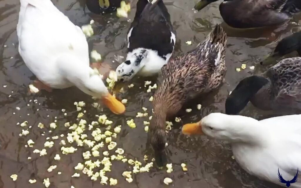 can ducks eat corn can ducks eat corn on the cob Can Ducks Eat Popcorn Can Ducks Eat Popcorn Kernels Can Ducks Eat Popped Popcorn