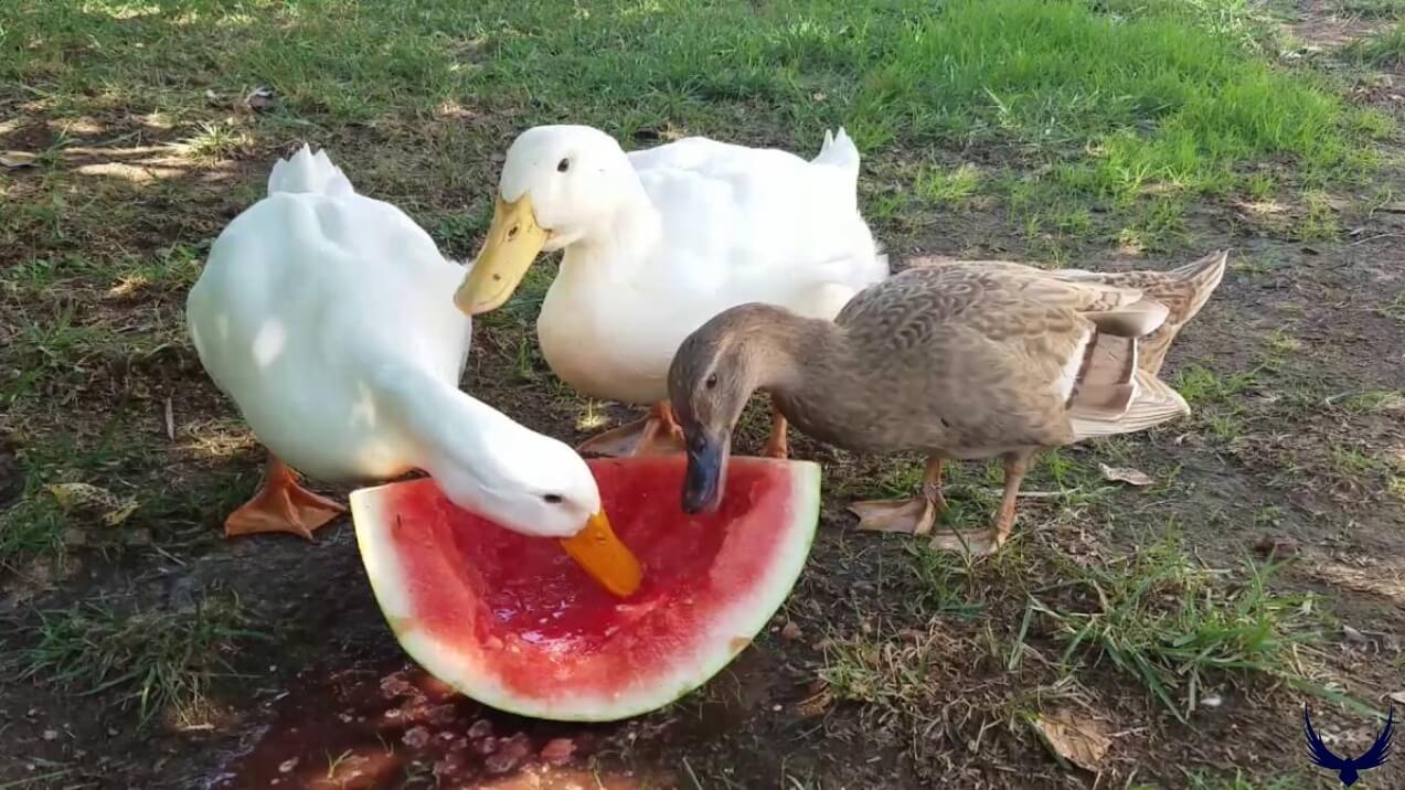 Can Ducks Eat Watermelon? Nutritional Benefits & Risks 2026