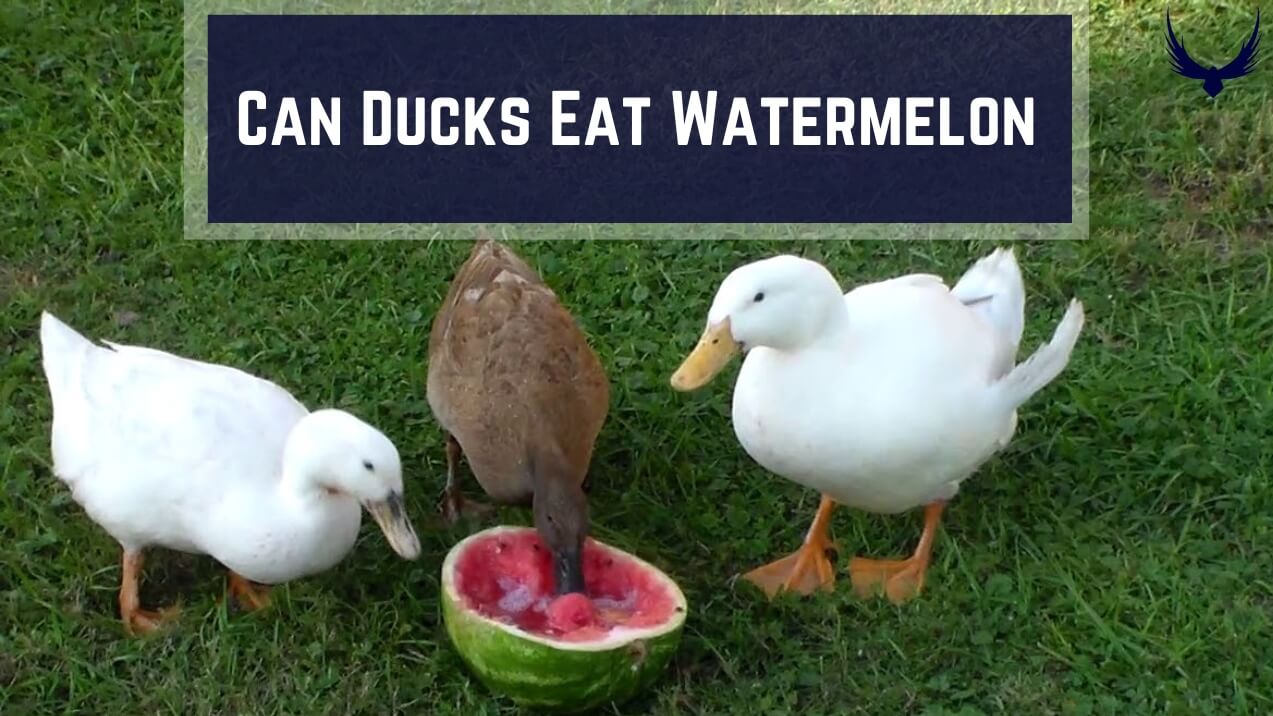 can ducks have watermelon can ducks eat watermelon do ducks like watermelon do ducks eat watermelon can ducks eat watermelon seeds can ducks eat watermelon rinds