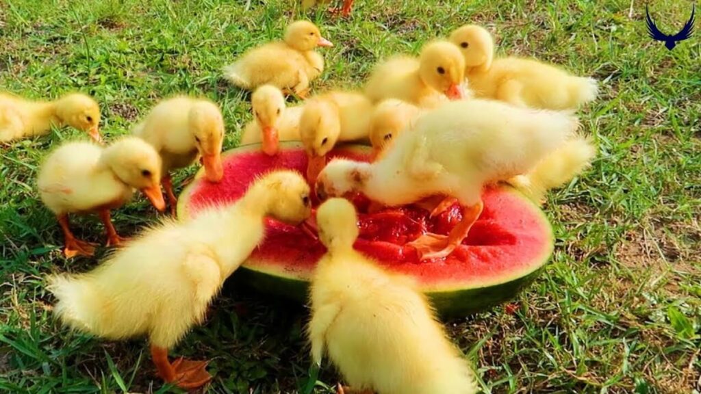 can ducks have watermelon 
can ducks eat watermelon 
do ducks like watermelon 
do ducks eat watermelon 
can ducks eat watermelon seeds 
can ducks eat watermelon rinds