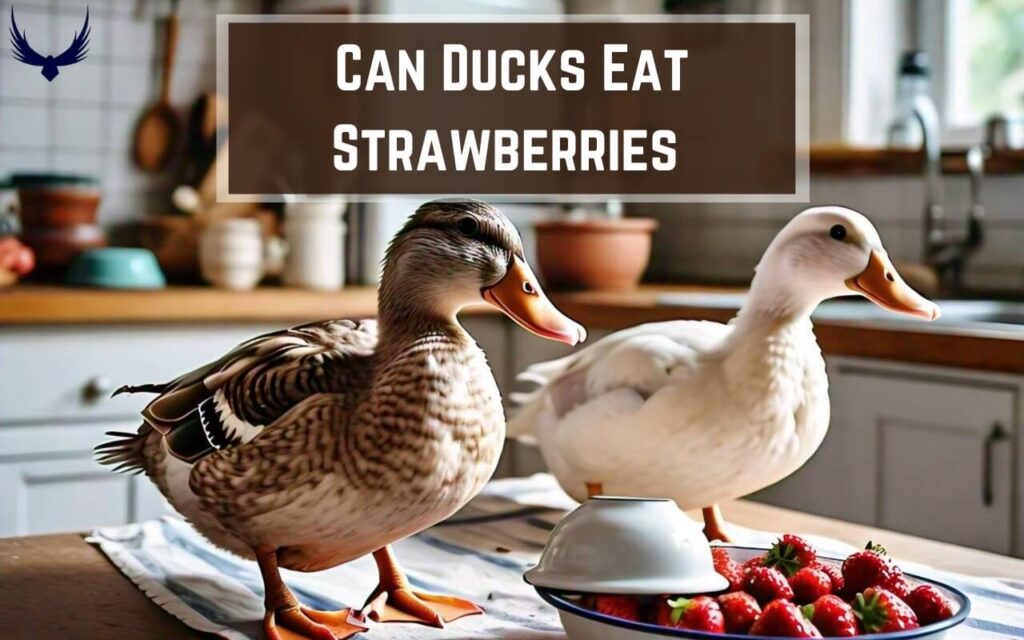 Can Ducks Eat Strawberries Benefits & Precautions 2024