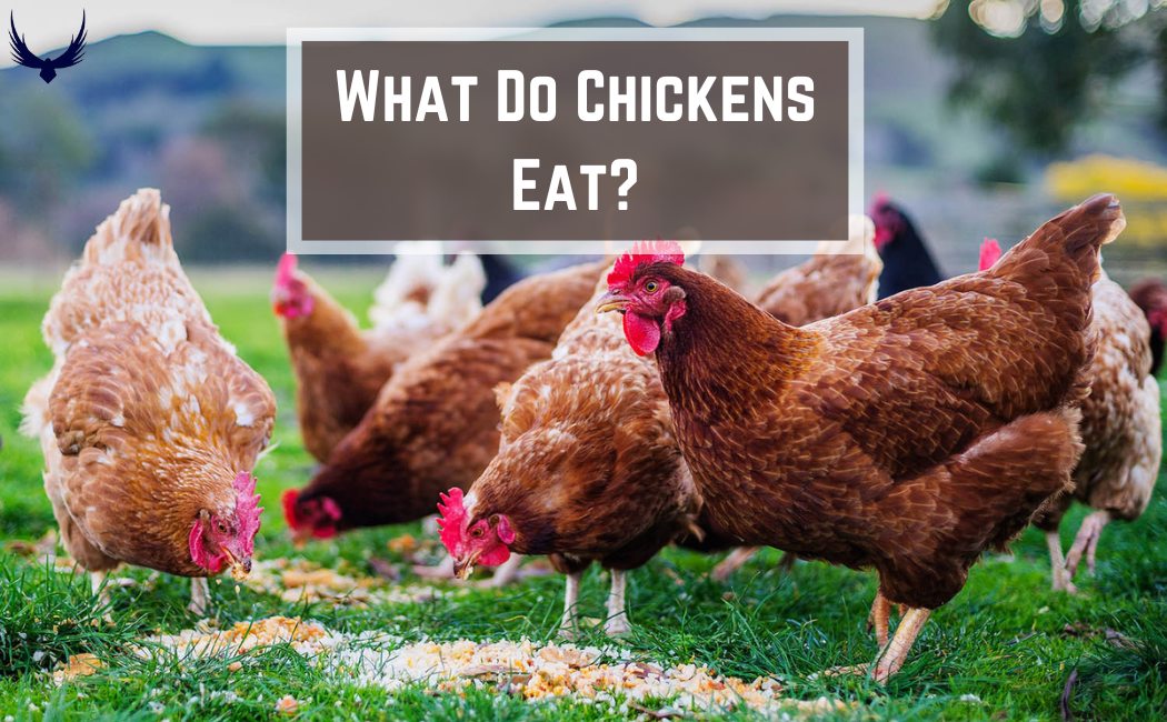 What Do Chickens Eat? Detail Feeding Guide for Farm Friends!