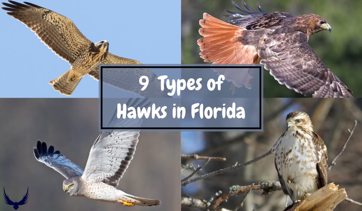 9 Types of Hawks in Florida (Florida Birds of Prey)