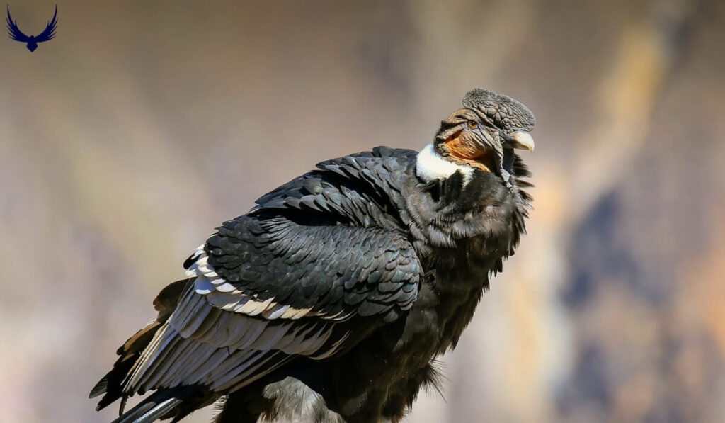 the ugliest birds in the world
the ugliest bird in the world
world's ugliest birds
ugliest birds on the planet
ugliest birds on earth
ugly birds
big ugly birds