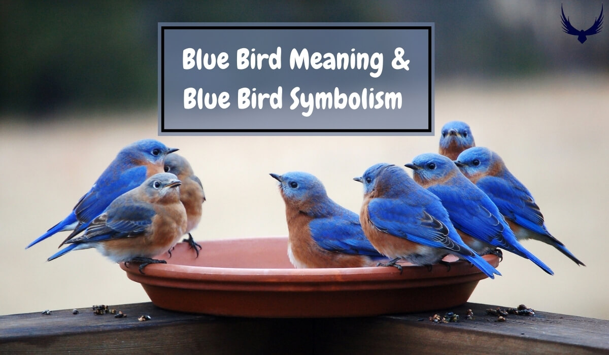 Seeing a Blue Bird Meaning & Symbolismn (Symbol of Freedom)