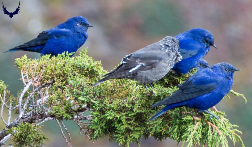 Blue Bird Meaning 
BlueBird Meaning 
Blue Bird Symbolism 
BlueBird Symbolism 
What do Bluebirds Symbolize
Blue Bird Spiritual Meaning