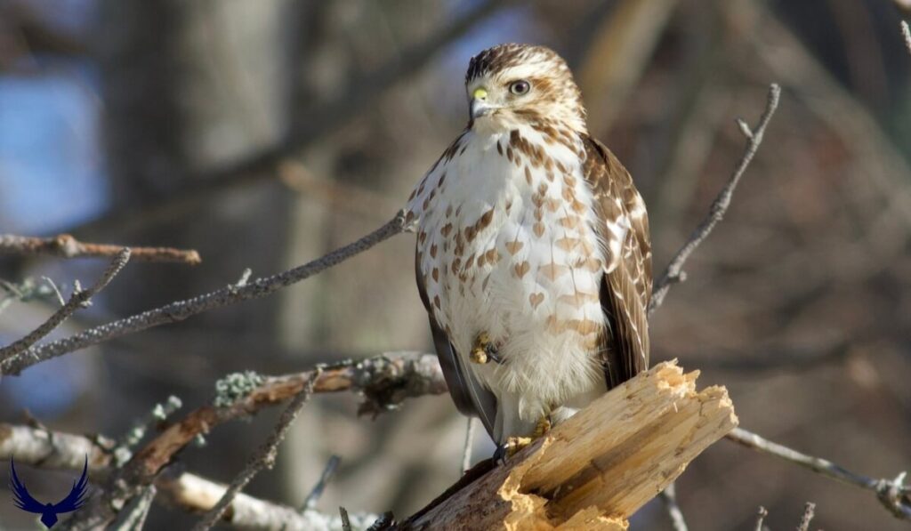 hawk in florida
types of hawks in florida
florida hawks
hawks of florida identification