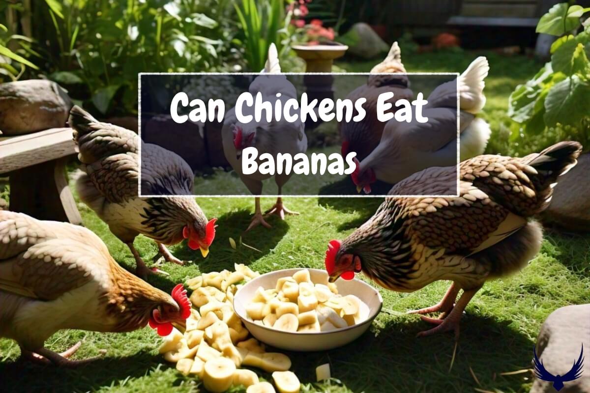 Can Chickens Eat Bananas? Can Chickens Have Bananas? Do Chickens Eat Bananas?