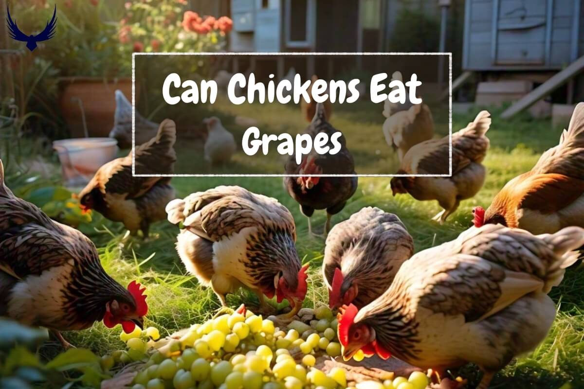 Can Chickens Eat Grapes? Do Chickens Eat Grapes? Can Chickens Have Grapes?