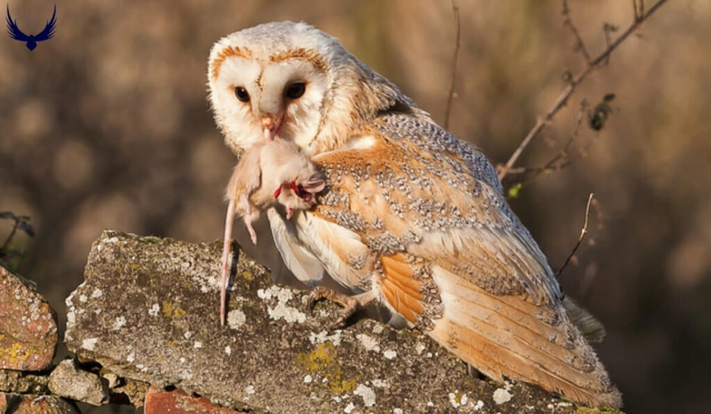 Do Owls Hibernate
Do Snowy Owls Hibernate
Do Burrowing Owls Hibernate
Do Barn Owls Hibernate
Do Great Horned Owls Hibernate