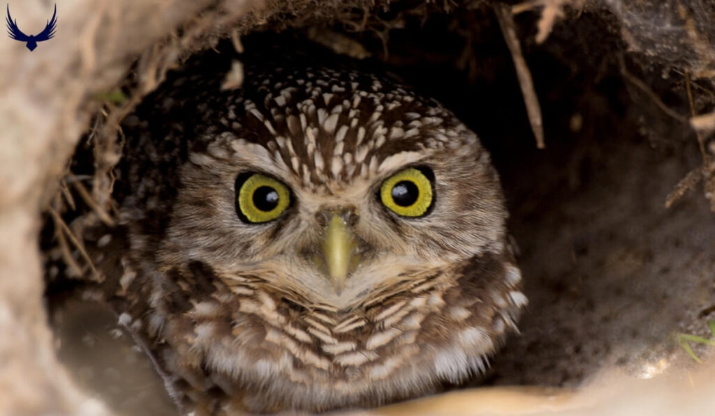 Do Owls Hibernate
Do Snowy Owls Hibernate
Do Burrowing Owls Hibernate
Do Barn Owls Hibernate
Do Great Horned Owls Hibernate