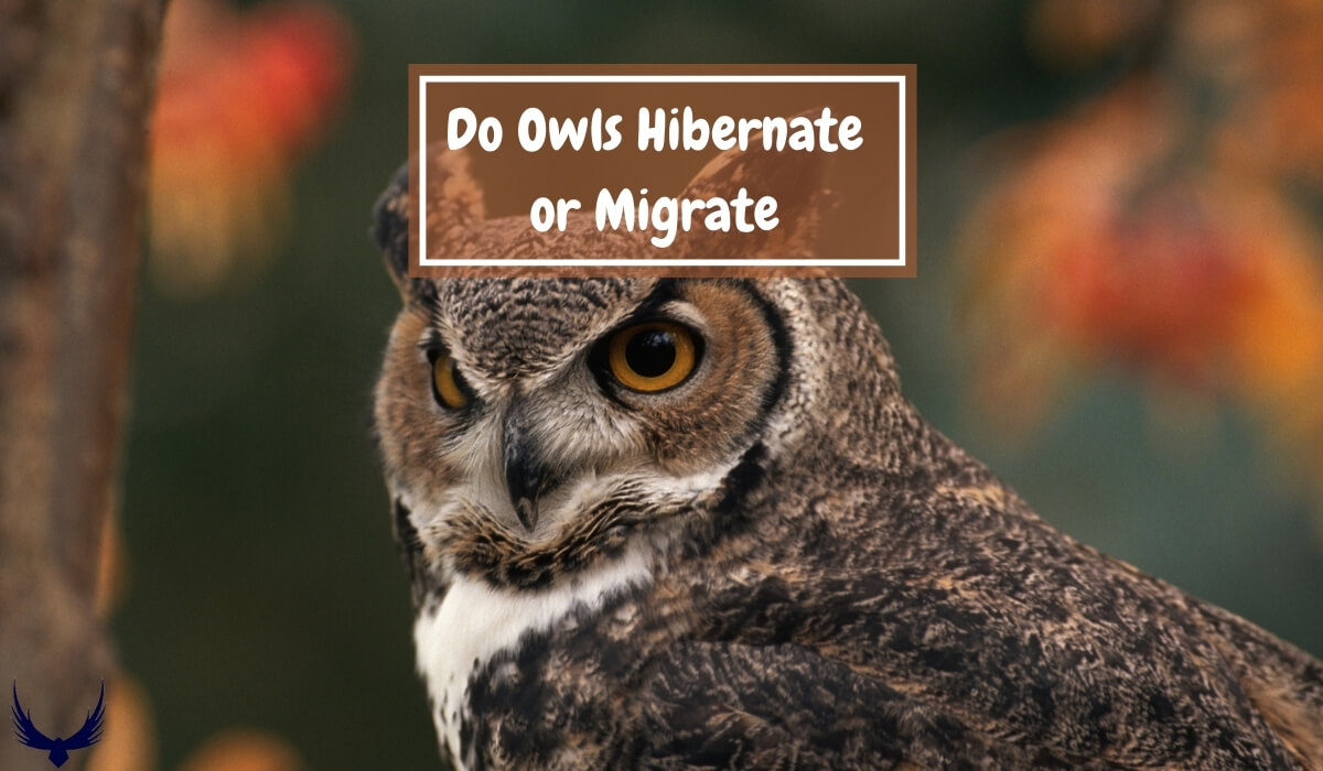 Do Owls Hibernate Do Snowy Owls Hibernate Do Burrowing Owls Hibernate Do Barn Owls Hibernate Do Great Horned Owls Hibernate