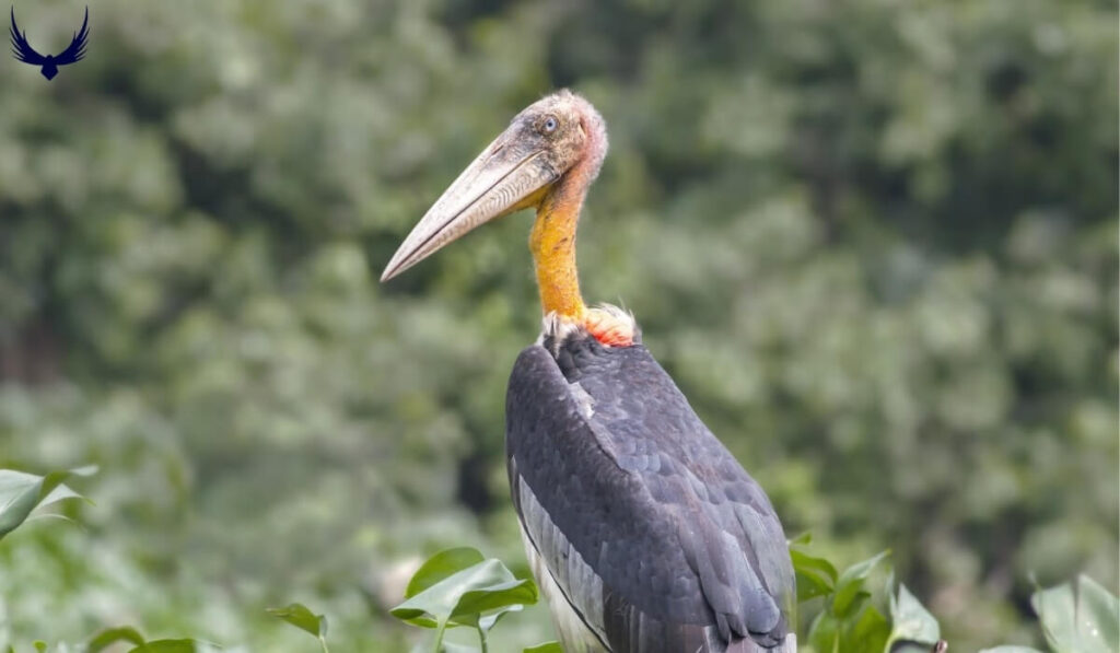 the ugliest birds in the world
the ugliest bird in the world
world's ugliest birds
ugliest birds on the planet
ugliest birds on earth
ugly birds