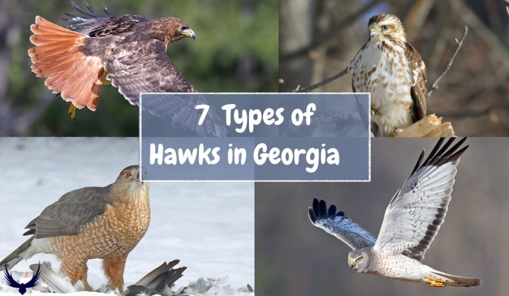 7 Types of Hawks in Georgia & Where to See these Hawks?