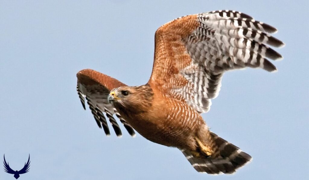 hawks in georgia
common hawks in georgia
large hawks in georgia
georgia hawks 
hawk in georgia