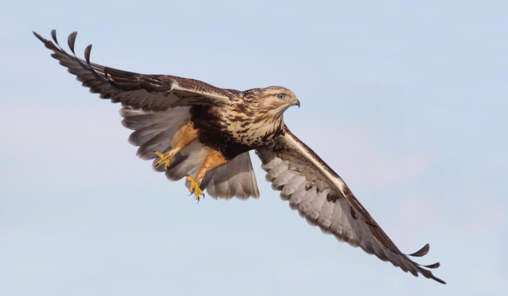 hawk in florida
types of hawks in florida
florida hawks
hawks of florida identification