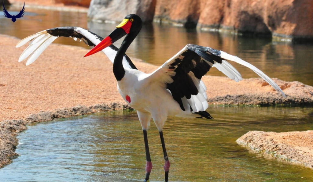 the ugliest birds in the world
the ugliest bird in the world
world's ugliest birds
ugliest birds on the planet
ugliest birds on earth
ugly birds
big ugly birds