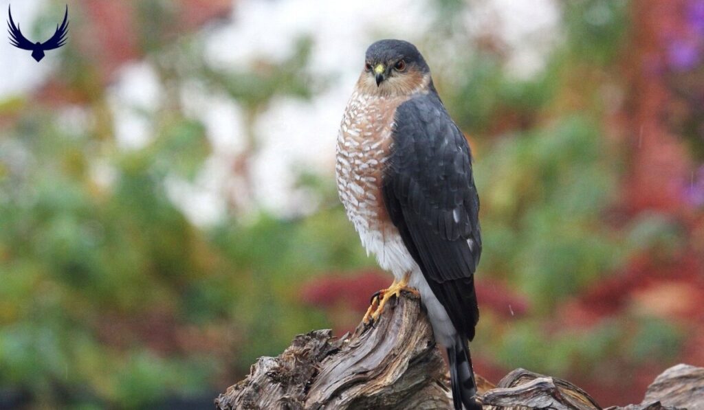 hawk in florida
hawks in florida
hawks of florida