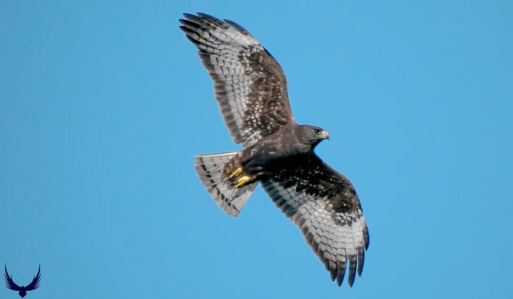 hawk in florida
hawks in florida
hawks of florida