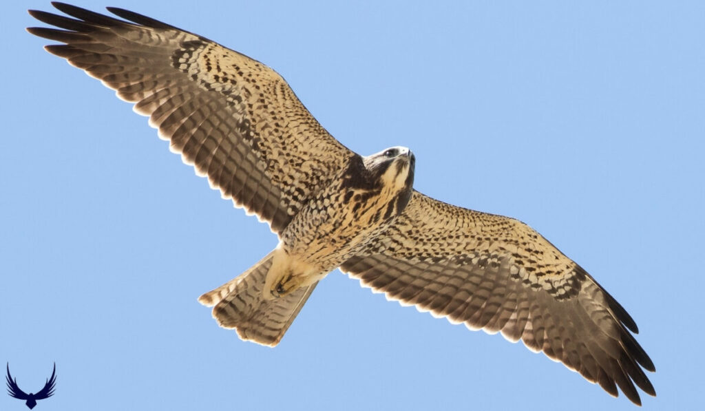 hawk in florida
types of hawks in florida
florida hawks
hawks of florida identification