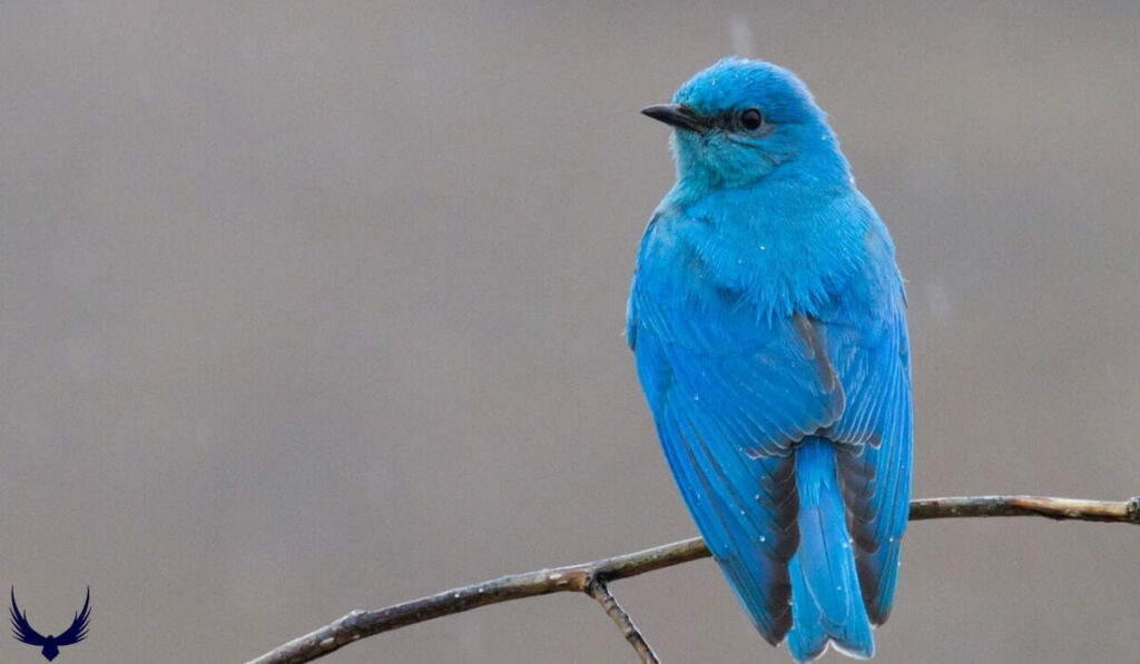 Blue Bird Meaning 
BlueBird Meaning 
Blue Bird Symbolism 
BlueBird Symbolism 
What do Bluebirds Symbolize
Blue Bird Spiritual Meaning