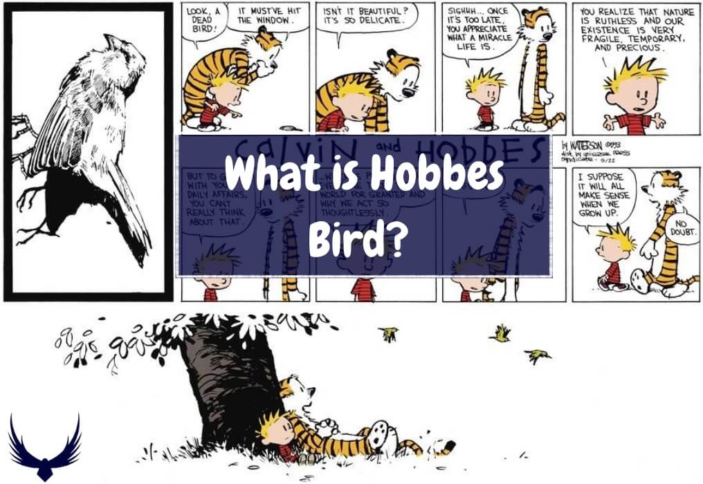 hobbes bird meaning is hobbes a bird What is Hobbes Bird