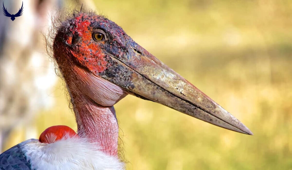 Top 15 Ugliest Birds in the World: Nature’s Quirky Creations