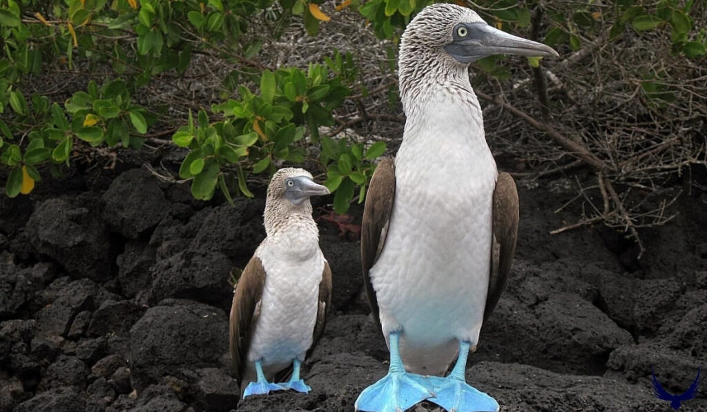 the ugliest birds in the world
the ugliest bird in the world
world's ugliest birds
ugliest birds on the planet
ugliest birds on earth
ugly birds