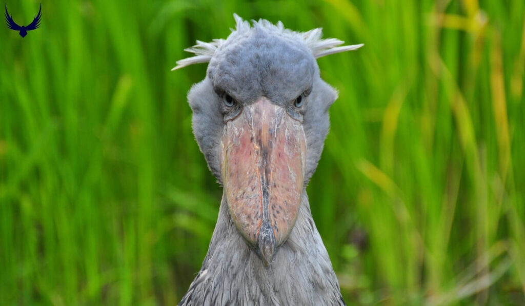 the ugliest birds in the world
the ugliest bird in the world
world's ugliest birds
ugliest birds on the planet
ugliest birds on earth
ugly birds