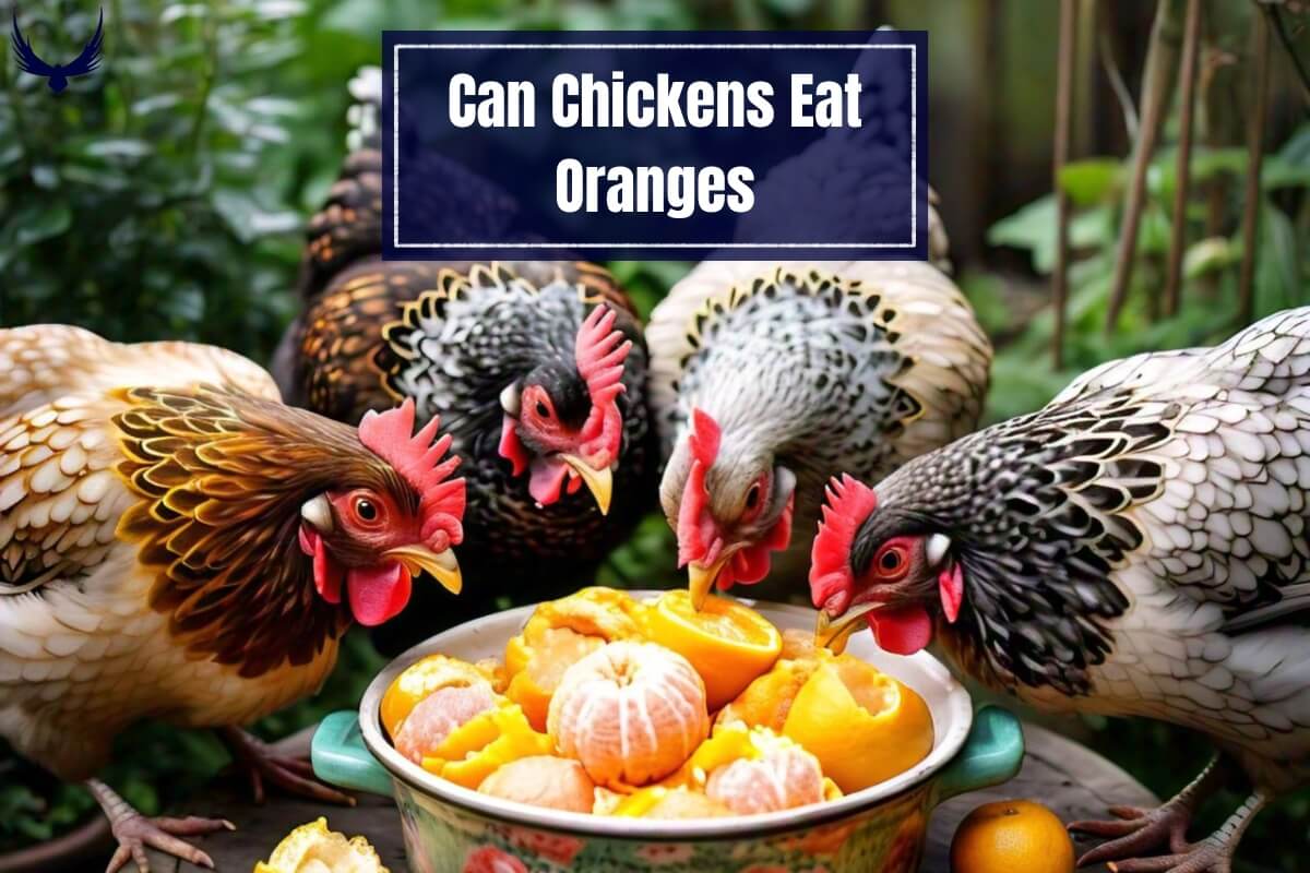 Can Chickens Eat Oranges Do Chickens Eat Oranges Can Chickens Have Oranges Can Chickens Eat Oranges Can Chickens Eat Orange Peels?