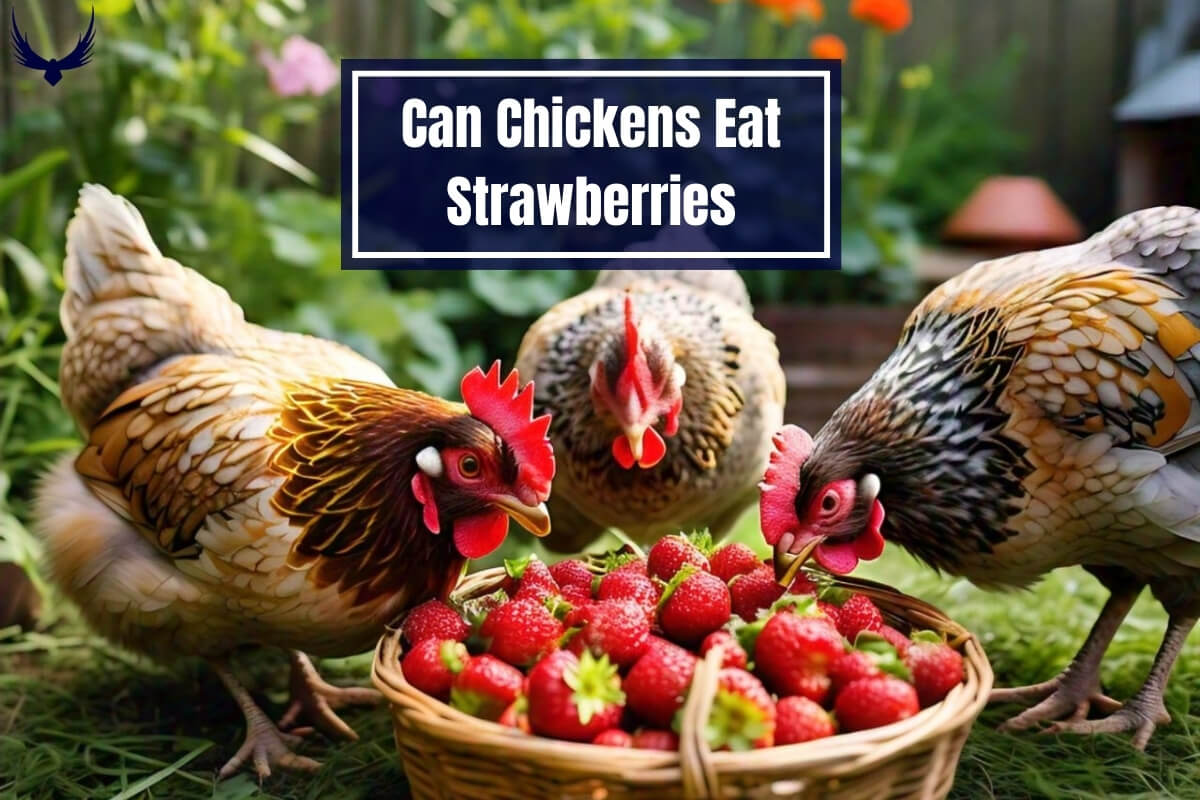 Can Chickens Eat Strawberries Can Chickens have Strawberries Do Chickens Eat Strawberries Can Chickens Eat Strawberry Tops?  Can Baby Chicks Eat Strawberries?