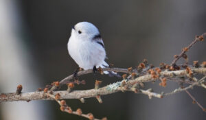Meet the Japanese Snow Fairy Bird "Shima Enaga Bird" 2025