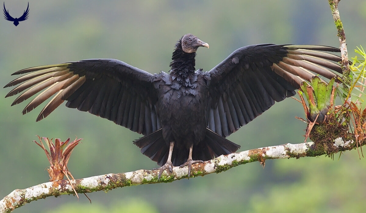 Two Types of Vultures in Texas 2024 Identification & Habitat