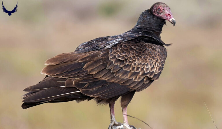 Two Types of Vultures in Texas with Identification & Habitat