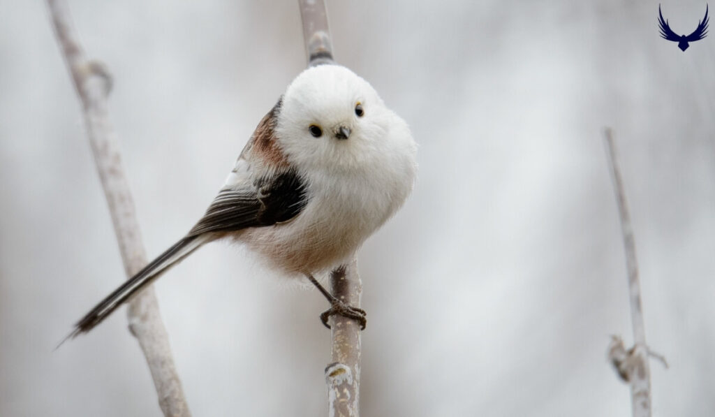 Meet the Japanese Snow Fairy Bird 