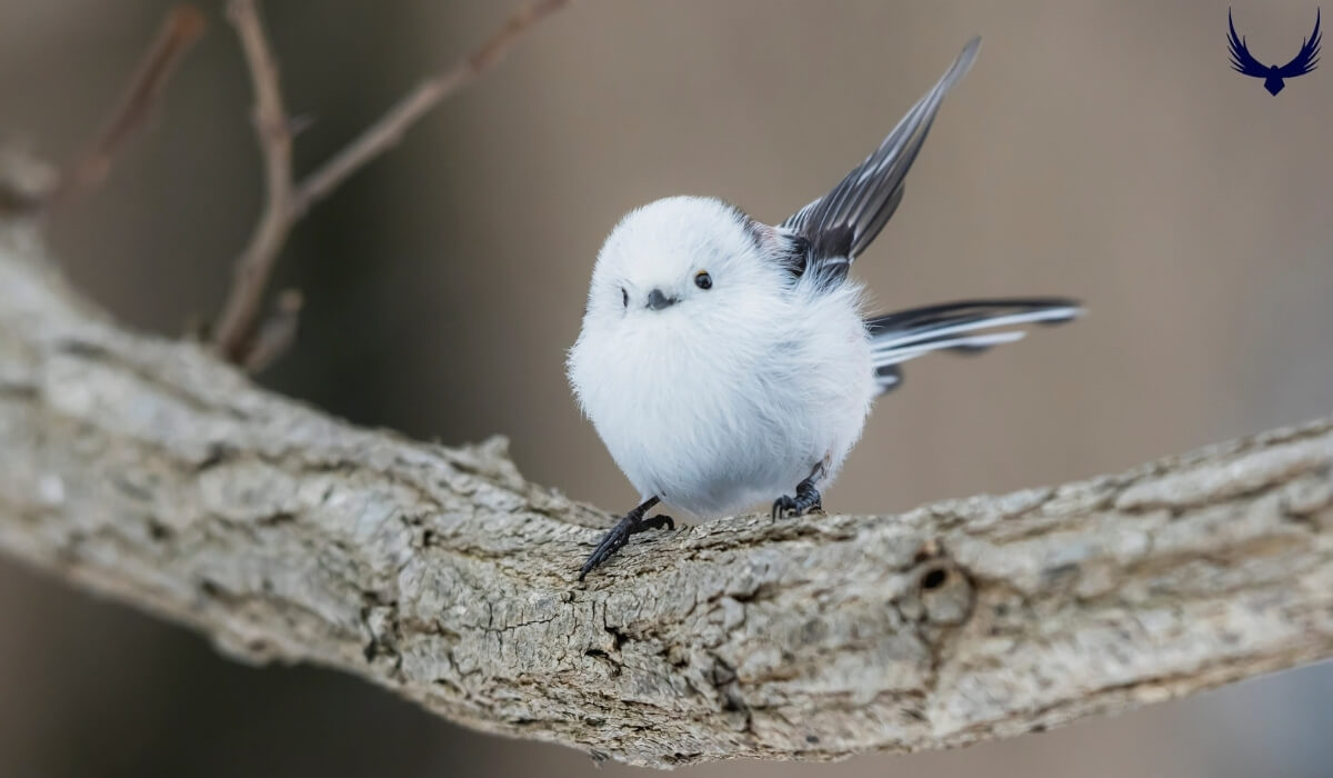 Meet the Japanese Snow Fairy Bird 