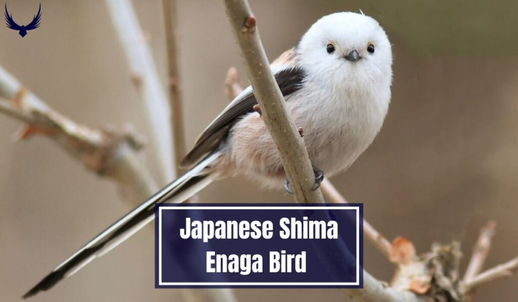 Meet the Japanese Snow Fairy Bird 