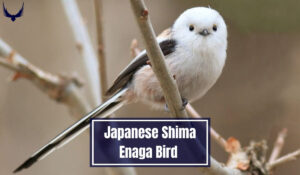 Meet the Japanese Snow Fairy Bird "Shima Enaga Bird" 2025