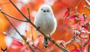 Meet the Japanese Snow Fairy Bird "Shima Enaga Bird" 2025