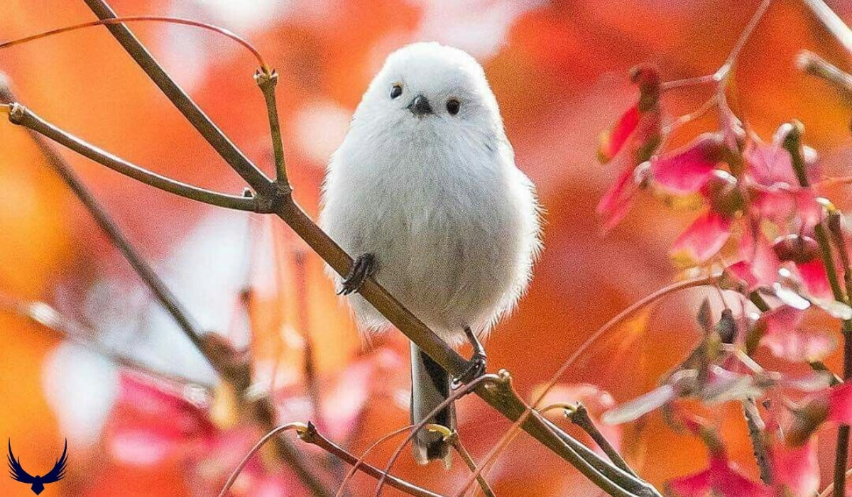 Meet the Japanese Snow Fairy Bird 