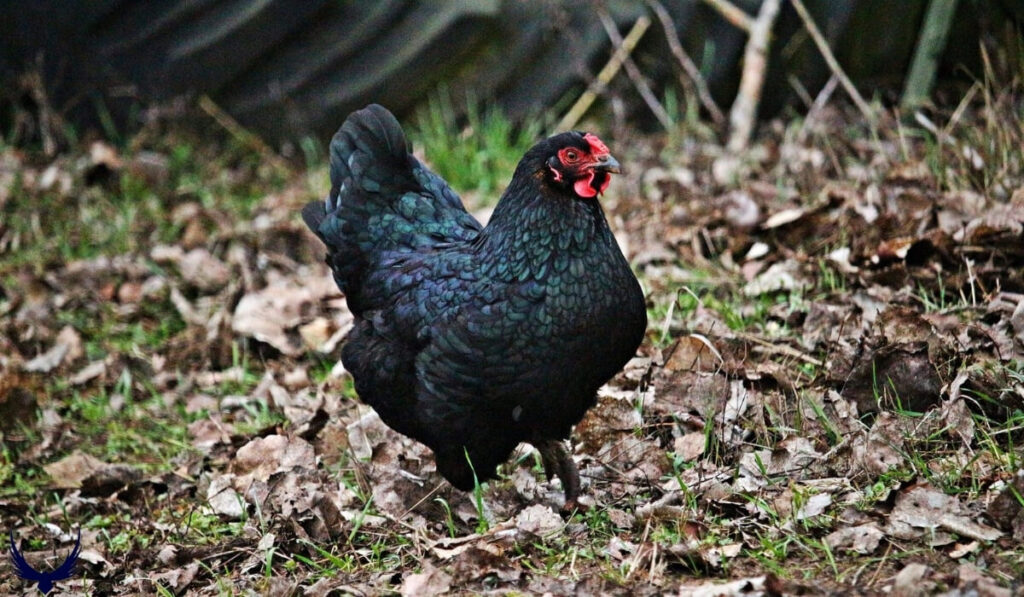 Funny Chicken Names 
Cute Chicken Names
Good Chicken Names 
chicken names funny
Unique Chicken Names 